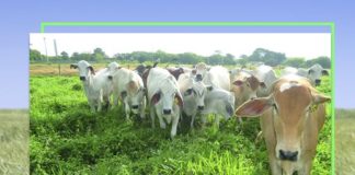 Reprodução Facebook