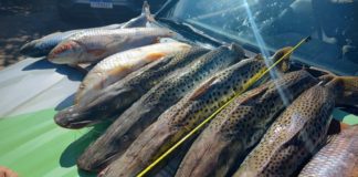 Cedida Polícia Ambiental