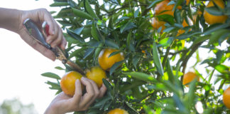 Reprodução Freepik