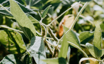 Reprodução Unsplash