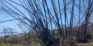 Cedida Polícia Ambiental
