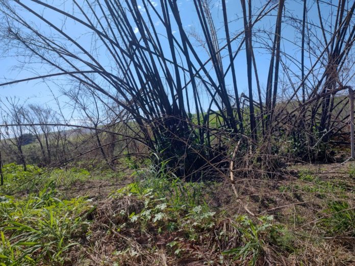 Cedida Polícia Ambiental Cedida Polícia Ambiental