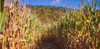 Reprodução Freepik