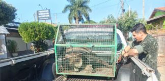 Cedida Polícia Ambiental