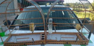 Cedida Polícia Ambiental