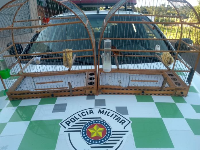 Cedida Polícia Ambiental