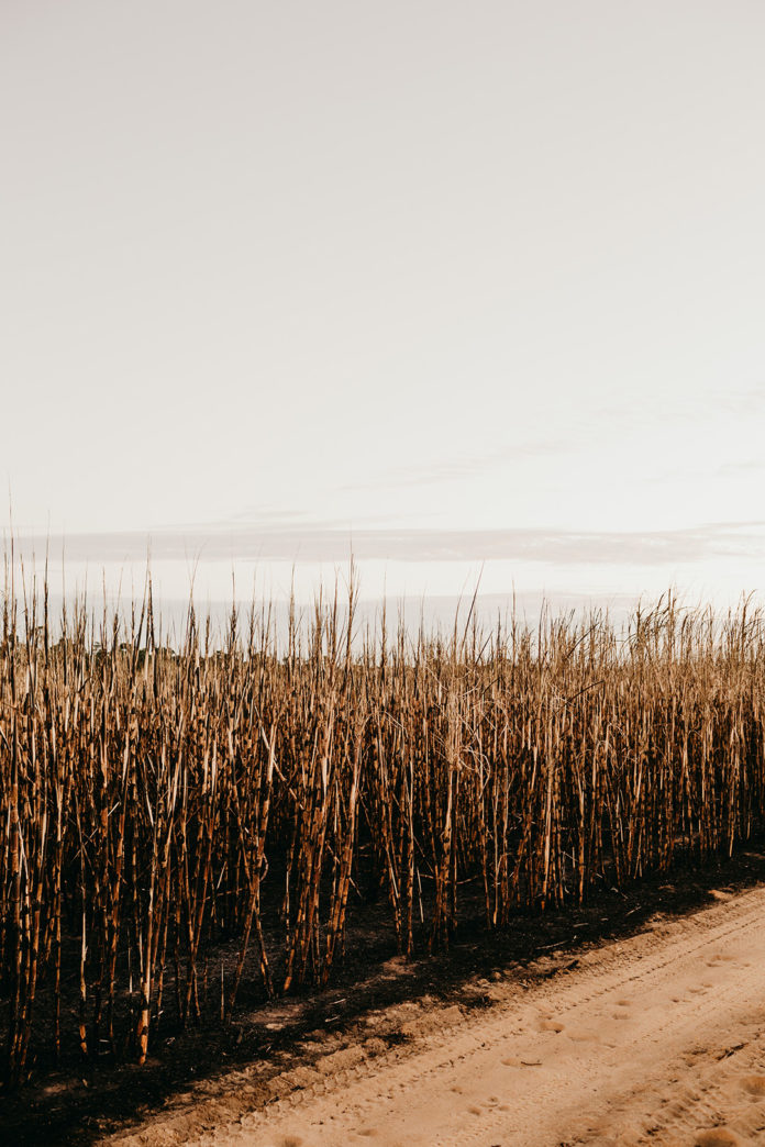 Reprodução Unsplash Reprodução Unsplash