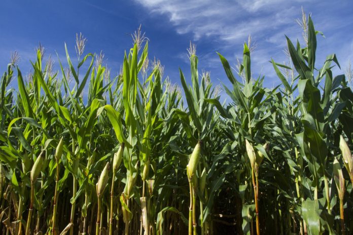 Reprodução Ministério da Agricultura