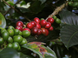 Reprodução Unsplash