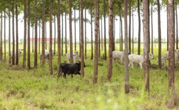 Reprodução Ministério da Agricultura