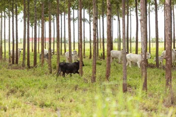 Reprodução Ministério da Agricultura