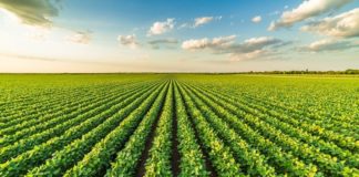 Cedida Ministério da Agricultura