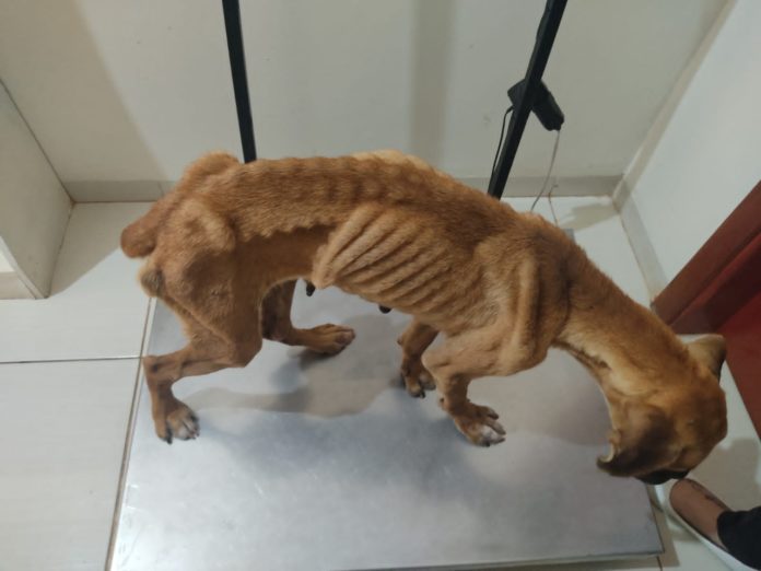 Cedida Polícia Civil