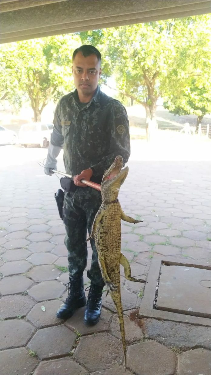 Cedida Polícia Ambiental