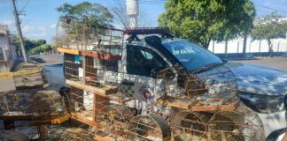 Cedida Polícia Ambiental