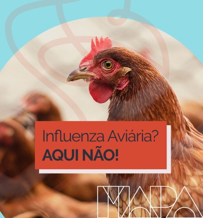 campanha gripe aviária