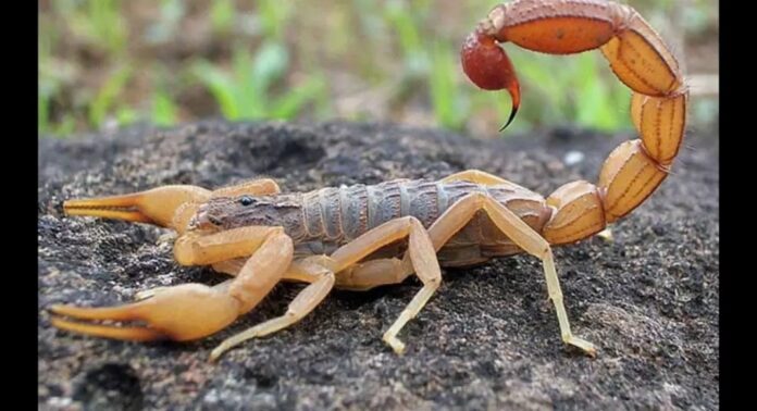 escorpião interna