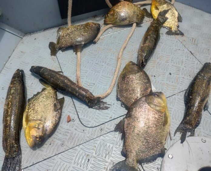 pesca panorama