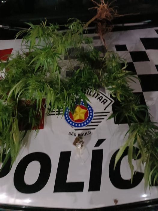 PÉ DE MACONHA