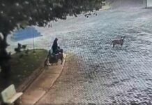 Homem suspeito de matar cães de rua envenenados é multado em R$ 21 mil no interior de SP