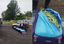 Boliviana é flagrada com 125 kg de folhas de coca em ônibus abordado em rodovia no interior de SP