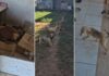 Homem foge após briga, abandona 16 cães e Polícia Civil resgata animais no interior de SP