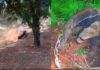 Tamanduá-bandeira ‘visita’ Balneário Municipal e é resgatado em Panorama