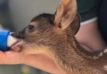MP e governo de SP firmam acordo para ampliar centros de reabilitação de animais silvestres no interior