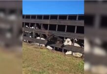 Caminhão carregado com gado tomba em canteiro de rodovia no noroeste de SP