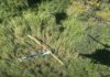 Helicóptero com mais de 280 kg de cocaína é interceptado após perseguição aérea no interior de SP; piloto é preso