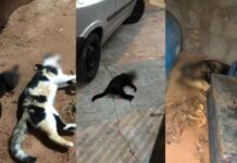 Polícia Civil investiga casos de maus-tratos após animais serem encontrados mortos em Lucélia
