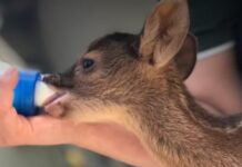 Justiça determina que concessionária adote medidas para proteger animais silvestres em rodovias do interior de SP