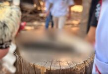 Polícia investiga maus-tratos após descoberta de animais enterrados em terreno