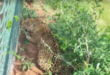Força-tarefa ajuda onça-pintada a deixar rodovia e voltar para área de mata