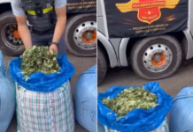 Polícia Rodoviária apreende 136 kg de folhas de coca durante abordagem a ônibus no interior de SP